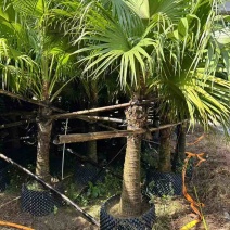 蒲葵20-500高，基地直销，一手货源，各种规格，大量出售
