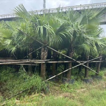 蒲葵100-500高，基地直销，一手货源，各种规格，低价出售