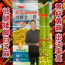 低腿矮脚金三黄芝麻种子高产黄杆黄蒴白芝麻种子春夏芝麻种籽