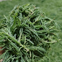 碱蓬菜