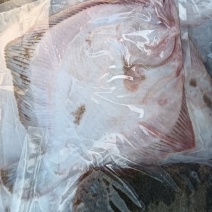 多宝鱼