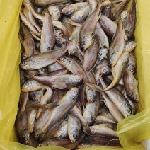 黄花鱼一手货源大量批发全国各地均可直达冷链物流