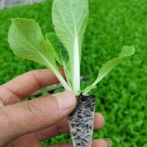 白菜苗茎粗叶绿、无病虫、根系发达