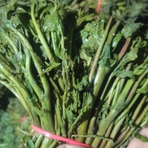 【泡菜】淹制香椿，商用量大，