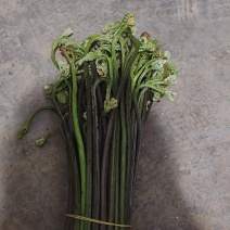 威宁蕨菜