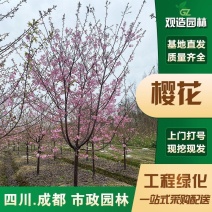 四川早樱晚樱花树基地高杆樱花高低分枝樱花大下齐