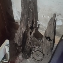 沉香木