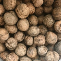 纸皮核桃