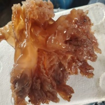 渤海湾盐渍海蜇头棉蜇「整头」
