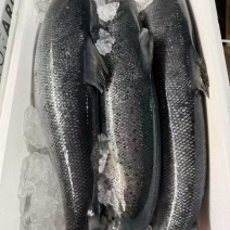 进口挪威三文鱼