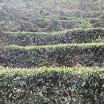 信阳绿茶