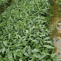 基地直销正宗益智苗，品种纯正，根系发达成活率高，易管理挂