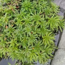 海岛叶下珠