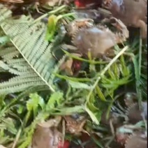 青蟹苗