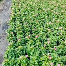 120夏堇蓝白色，粉白色/基地有量/保质保量/量大价优