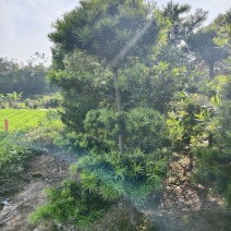 罗汉松造型福建罗汉松基地塔型造型自然型大量出售批发量