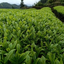 贵州凤冈富硒绿茶