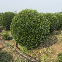 江苏大叶黄杨球（冬青球）冠幅50-3米规格齐全苗圃直销