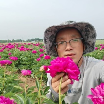 【包邮】大花千层观赏芍药、花大色艳成花率高，适应性强地栽盆栽