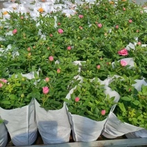 精品无纺布盆栽花套袋鲜花套袋全国发货量大价优欢迎