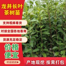 龙井长叶茶苗，潜内长势好，病害少耐低温弱光根丝好，成活率