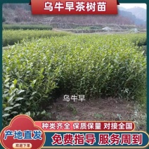 乌牛早茶苗优惠供应当年生无性系良种茶苗产地直发欢迎采购