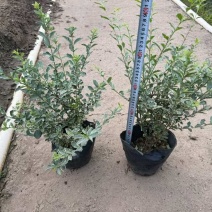 花叶女贞20-150高，基地直销，一手货源，大量低价出售