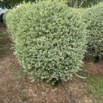 花叶女贞球50-150高，基地直销，一手货源，大量低价出售