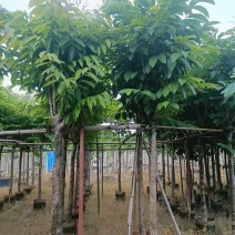 大叶紫薇骨架8-18分，基地直销，一手货源，各种规格大量出售