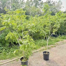 黄花梨树绿植盆栽，高度150-220cm