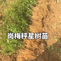 岗梅苗称星树苖