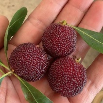 云南高原杨梅