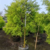 2604苗圃供应黄金香柳千层金树袋苗3-8