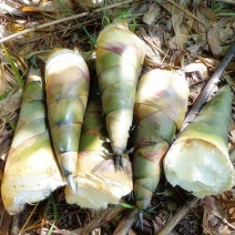 广西带壳新鲜麻竹笋剥壳鲜笋基地直发保质保量对接全国
