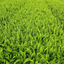 七斤，排骨草，肾蕨，基地直销。