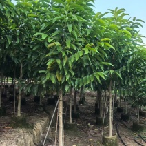 白玉兰，5--6分，基地直销，低价出售，