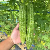 绿皮苦瓜种子杂交种瓜色浓正宗罐装寿光特大翠绿秋播耐热