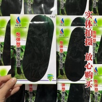 炮弹冬瓜种子广东黑皮冬瓜种籽高产特大巨型春秋春季四季蔬菜