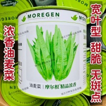 摩尔根油麦菜种子甜脆精品浓香油麦菜种籽丸粒化包衣油麦菜种