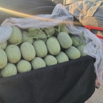 山东莘县的小蜜25号大量上市，甜度15个以上，产地直供