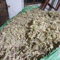 贵州水苔