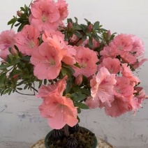 福建永福镇杜鹃花