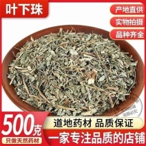 叶下珠中药材叶下珠野生珍珠草鱼鳞草珍珠草新货