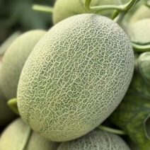 新疆吐鲁番西州蜜