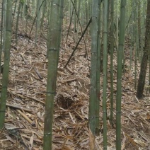 苦竹苗