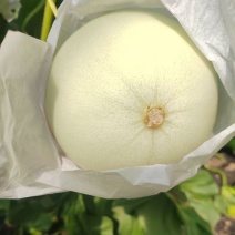 哈密瓜，产地直发，可以视频看货，量大从优，欢迎老板