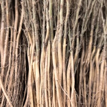 柠条苗
