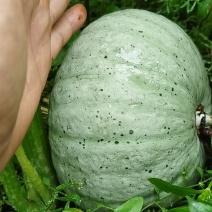 银栗贝贝南瓜