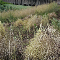 油菜籽