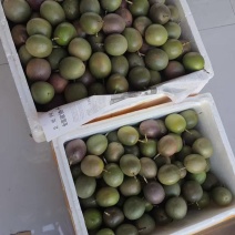 台农1号百香果云南基地直发保质保量对接商超团购电商